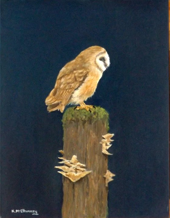 Barn Owl on Stump.