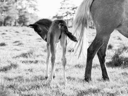 SPRING FOAL by Andrew Lever