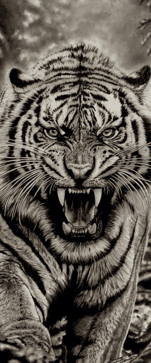 Jungle Tiger by Paul Stowe