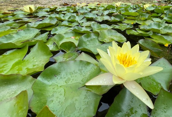 Water lily