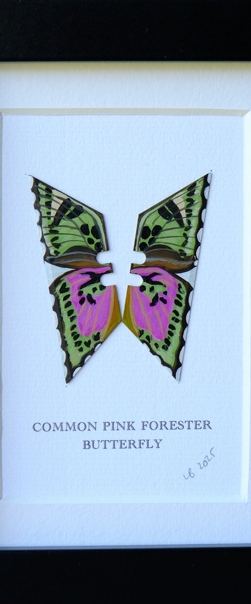 Common Pink Forester by Lene Bladbjerg