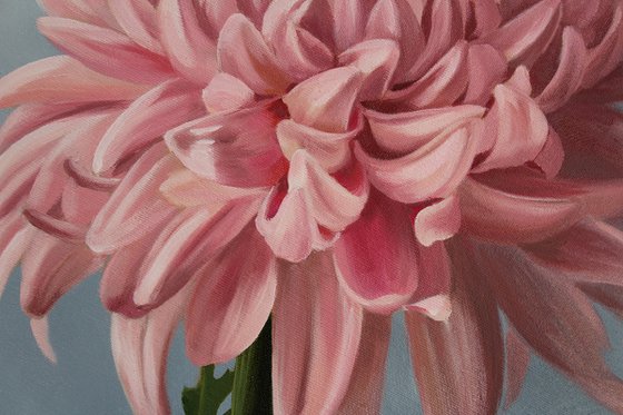 Chrysanthemum in pink