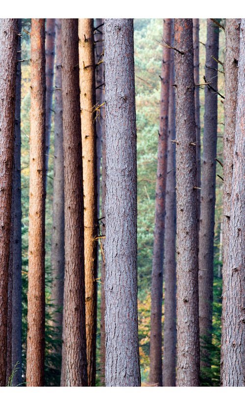 October Pines II by David Baker