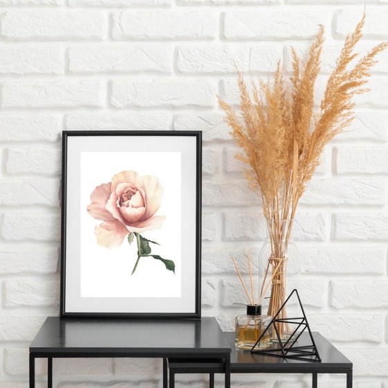 Peach Rose watercolor