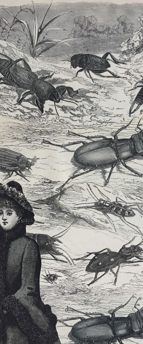 Beetles Park by Tudor Evans