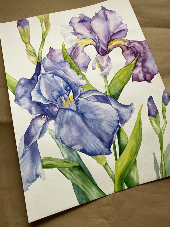 Iris Flowers