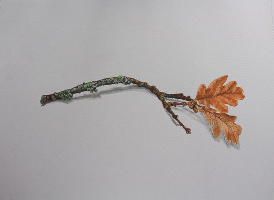 Oak twig and lichen - botanical
