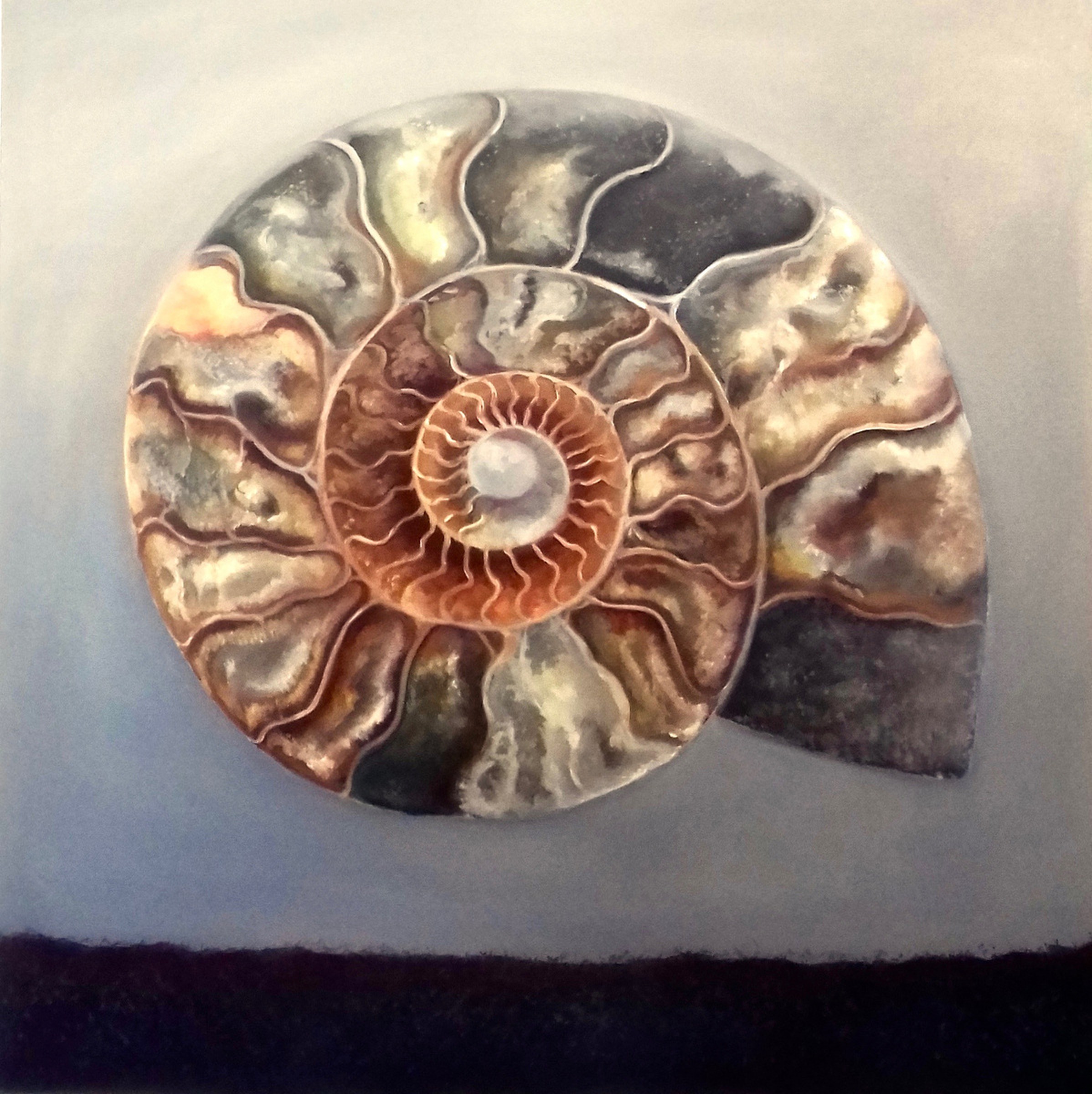 Ammonite 2020 Oil Painting By Lee Campbell Artfinder