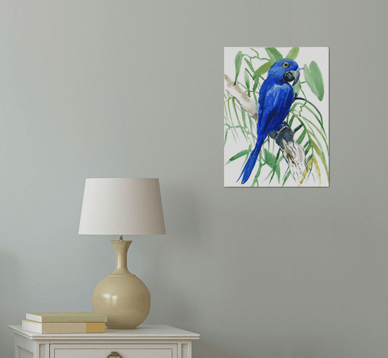 Hyacinth macaw