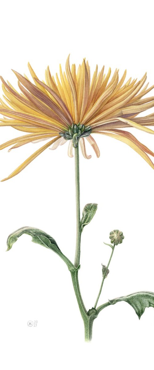 Yellow chrysanthemum by Yuliia Moiseieva
