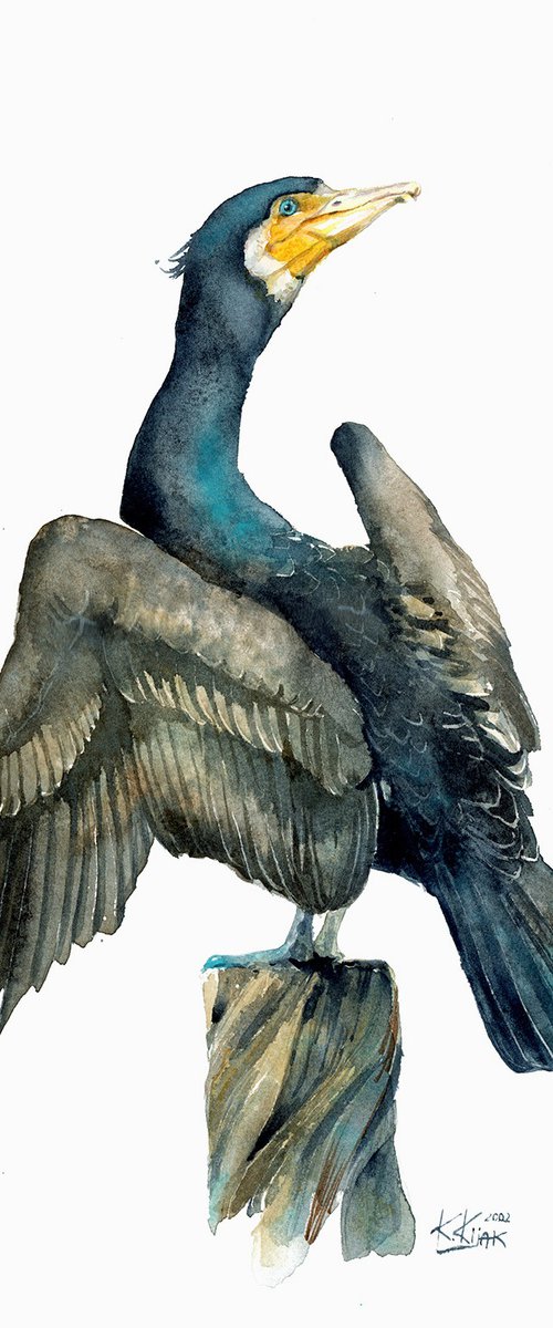 Great cormorant, back bird from the lake by Karolina Kijak