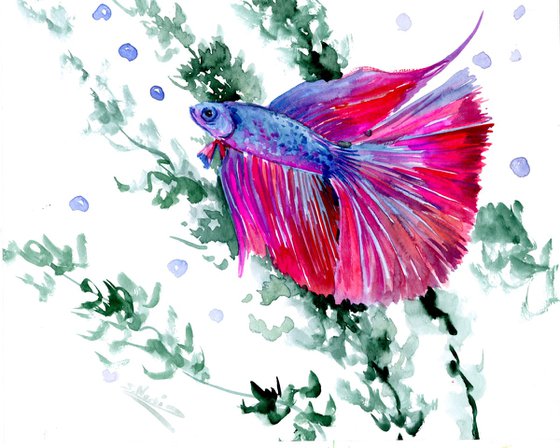 Betta Fish