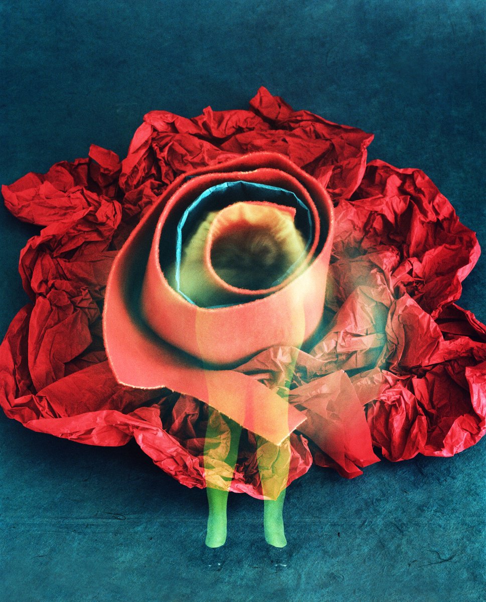 Still Life Photograph By Tania Serket, 17 X 20", The Secret Of The Blossom, Original Artwork