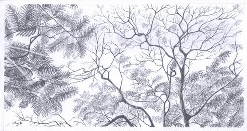 Gulmohar Tree Canopy by Shweta  Mahajan