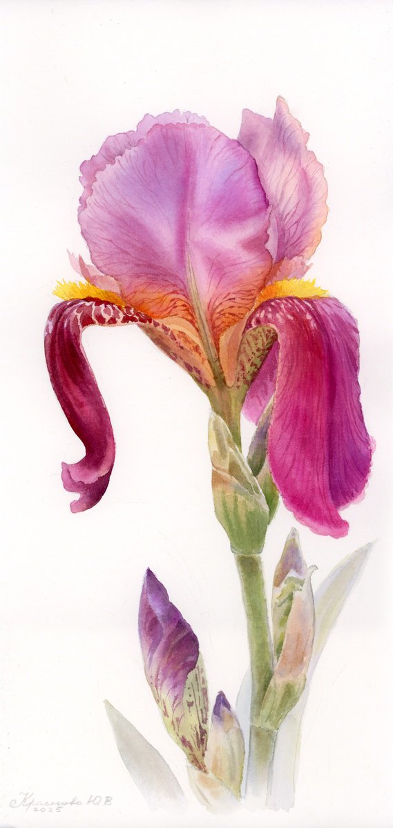 Botanical Watercolour By Yulia Krasnov, 7 X 15", Burgundy Iris, Original Artwork