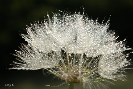 Bright dandelion