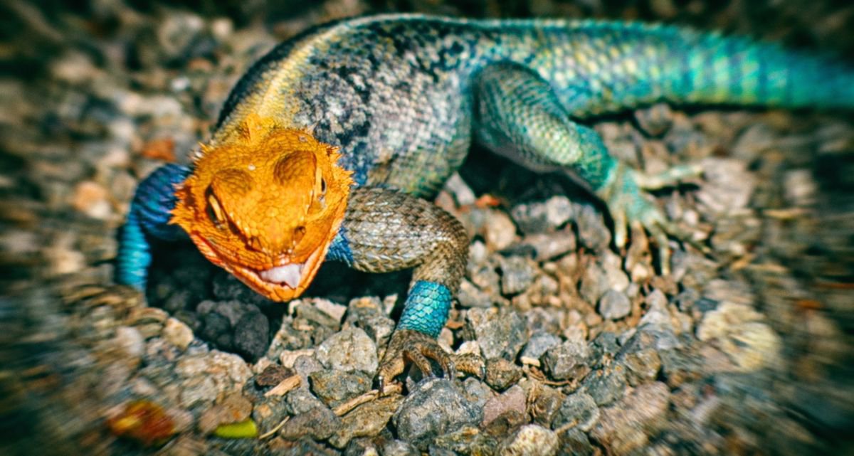 Abstract Animal Photograph By Marc Ehrenbold, 40 X 30", Lizard King, Original Artwork