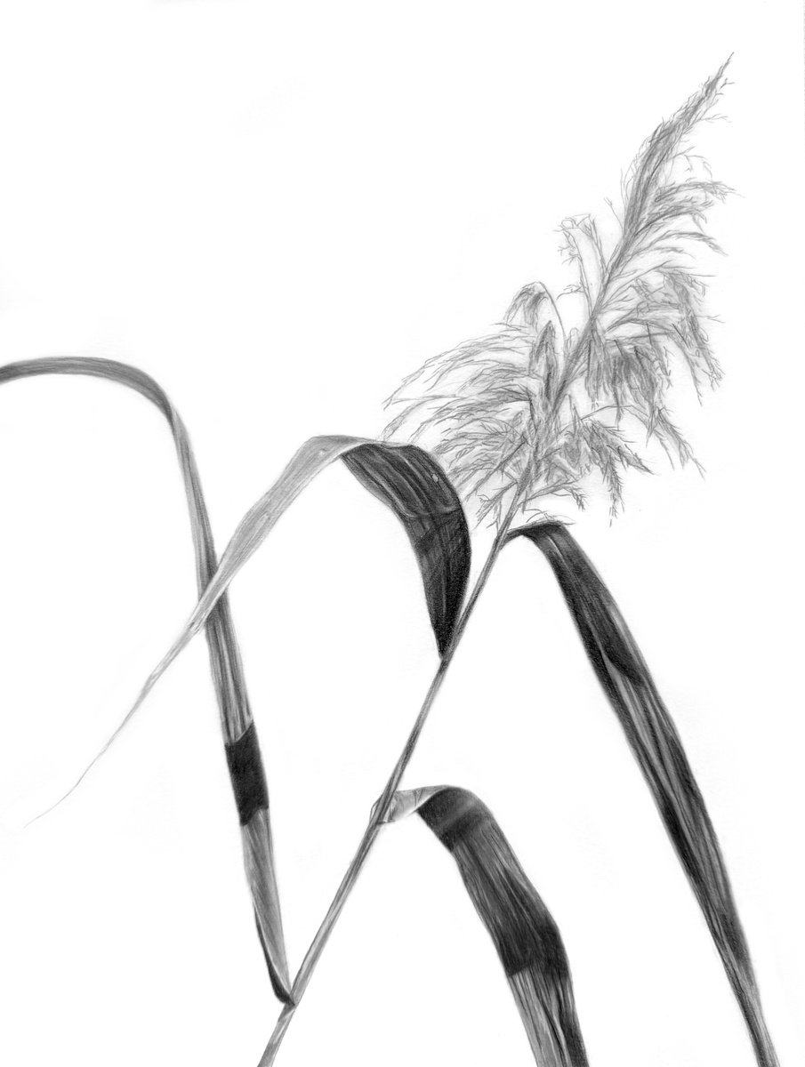 Photorealistic Botanical Pencil Drawing By Anna Lyashenko, 8 X 11, Towards The Sky, Original Artwork