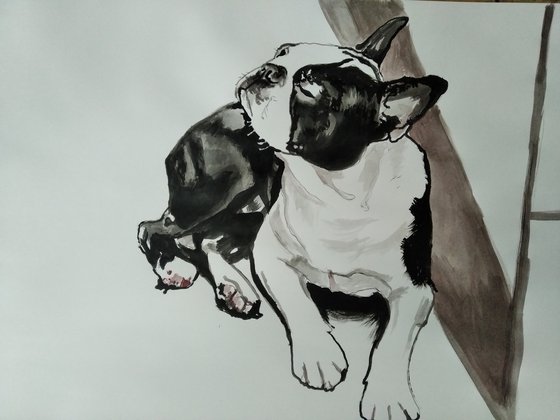 Bosston Terrier