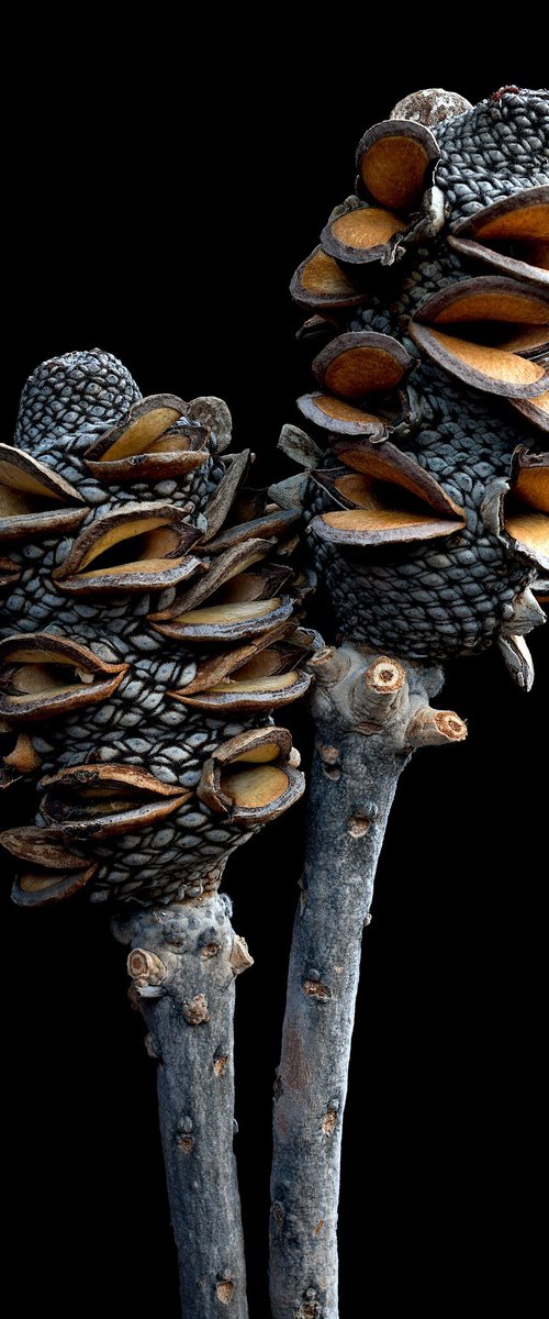Banksia Pods by Nadia Culph