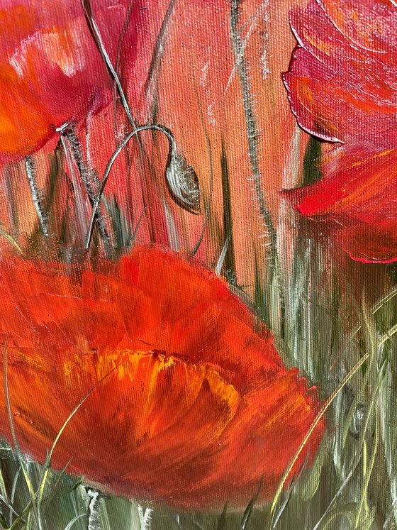 Fragility and originality - red poppy