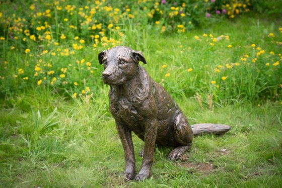 Sitting Crossbreed Dog BR