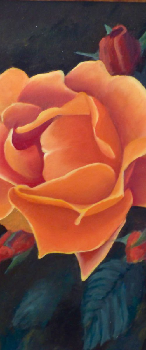 Peach Rose by Gilbert Lessard
