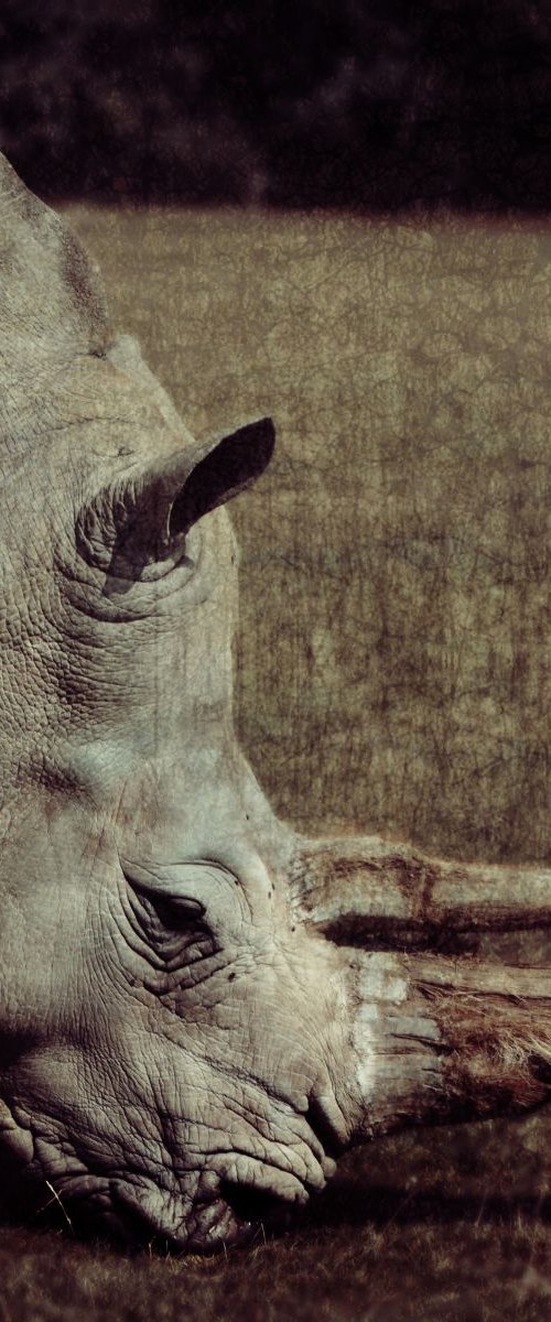 Rhinoceros by Nadia Attura
