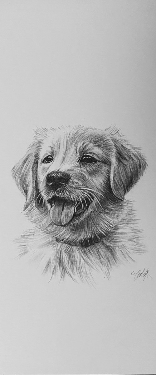 Golden retriever puppy by Amelia Taylor