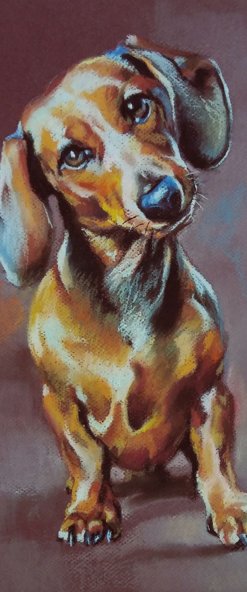 Dachshund by Magdalena Palega