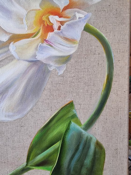 White tulip