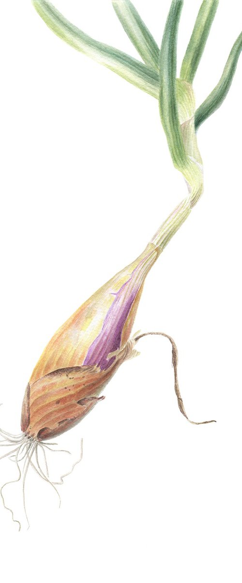 Spring Onion Shallot by Maryna Vozniuk