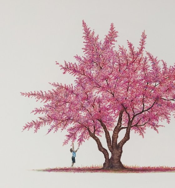 Himalayan Cherry Blossom