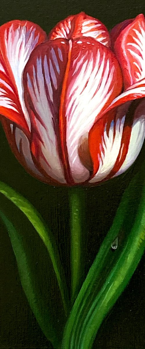 Tulip and snail by Olena  Romanenko