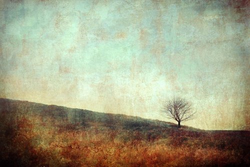 Little Tree Hill by Nadia Attura