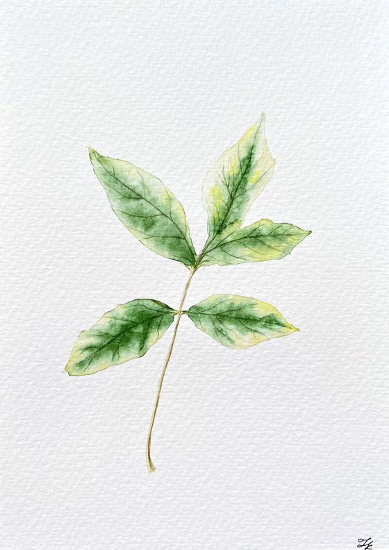 Autumn leaf Sketch #1