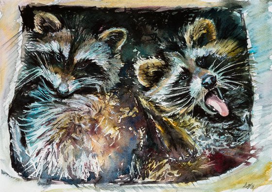 Racoons