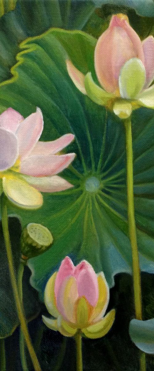 Lotuses by Tatiana Roulin