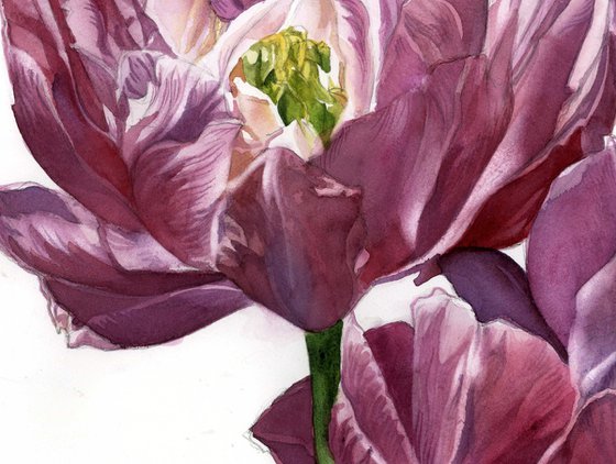 spring ranunculus floral watercolor