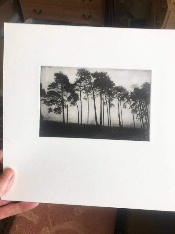 Suffolk Pines