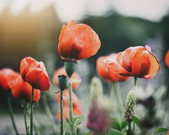 Summer Poppies