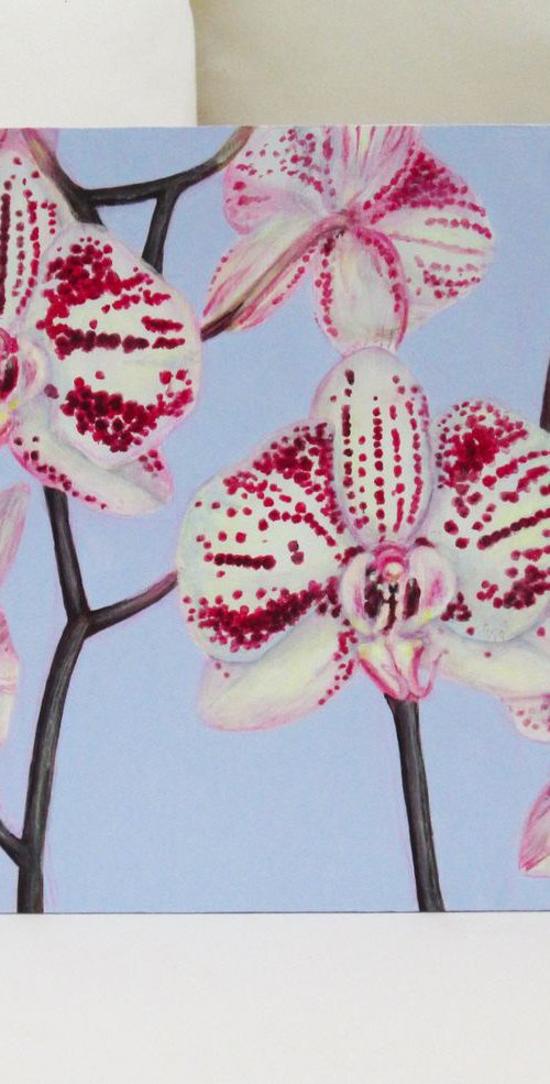 Moth Orchid by Jacqueline Talbot