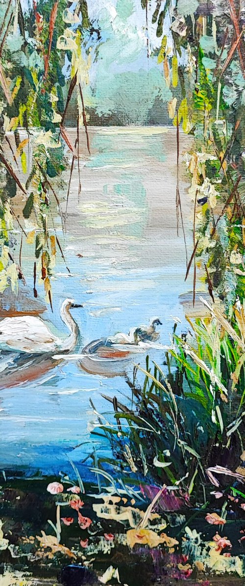 Coule of swans. by Tatajana Obuhova