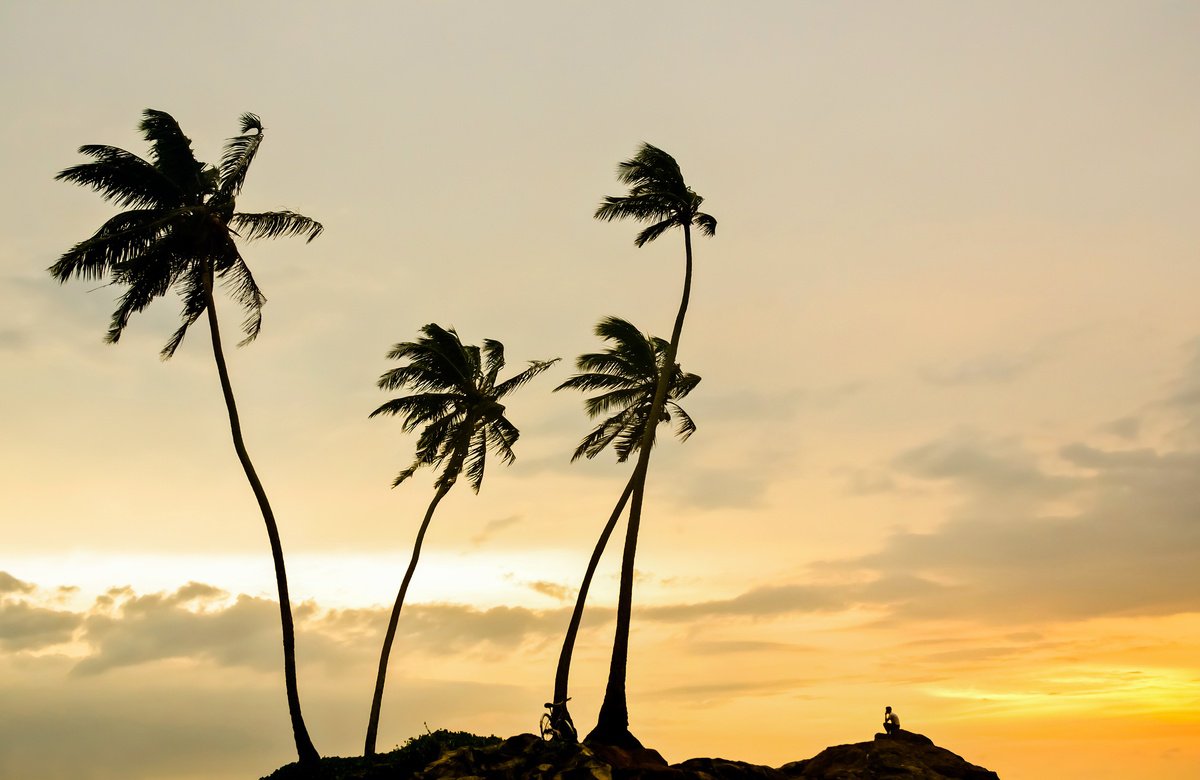 Photorealistic Landscape Photograph By Andrew Lever, 41 X 27, Thoughtful Palms 2., Original Artwork