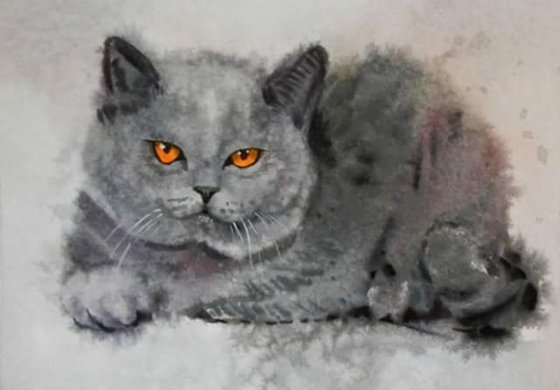 British kitten. original watercolor 30x21 cm