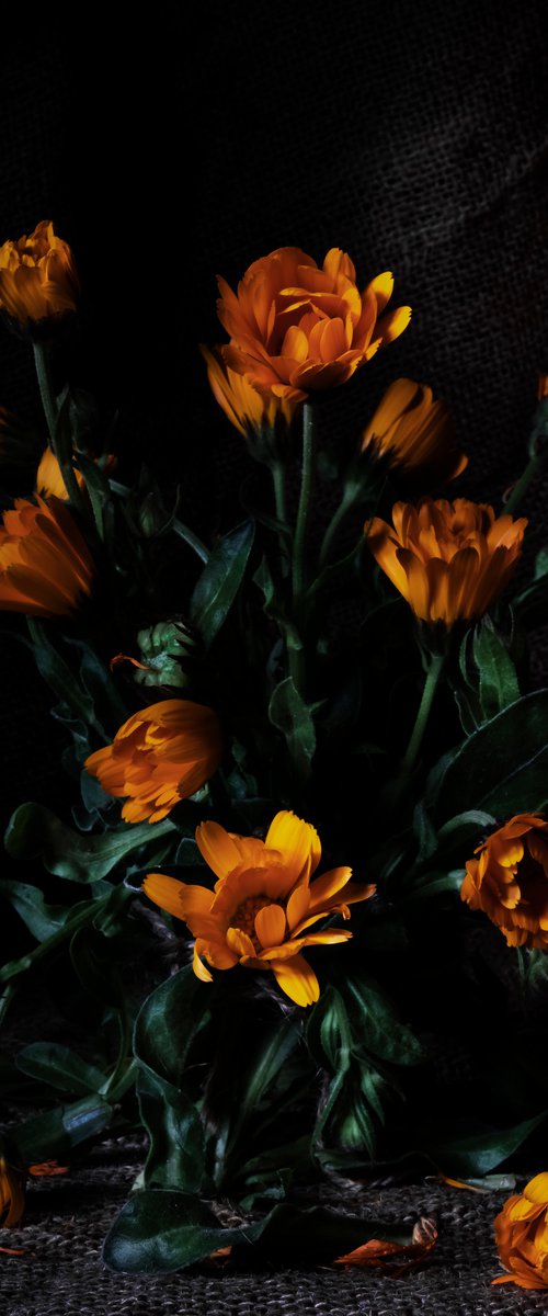 Flores de mi jardín by Sandra Platas Hernandez