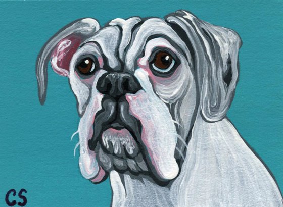 ACEO ATC Original Miniature Painting White Boxer Pet Dog Art-Carla Smale