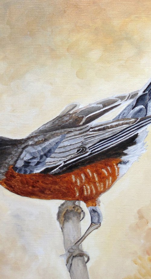 Morning Stretch American Robin by Angeles M. Pomata