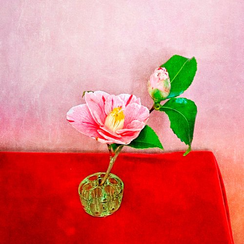 ONE PINK CAMELIA by SARAH PARSONS