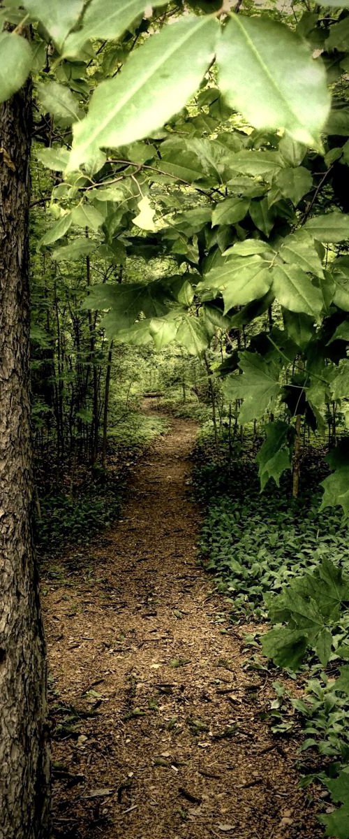 Quiet Forest Path by Barbara Storey